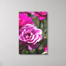 Impresión en lienzo Fotografía de rosas hermosas