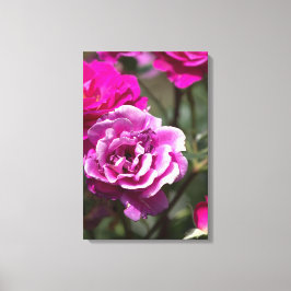 Impresión en lienzo Fotografía de rosas hermosas