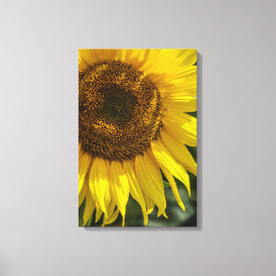 Impresión en lienzo - Girasol Amarillo