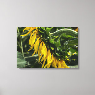 Impresión en lienzo - Perfil de girasol