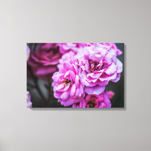 Impresión en lienzo Rosas suaves de color rosa