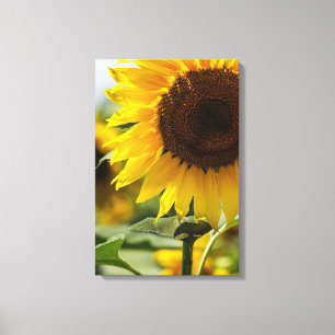 Impresión en lienzo - Vivacidad de girasoles de ve