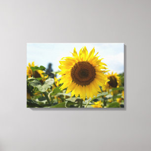 Impresión en lienzo - Viveza de girasoles