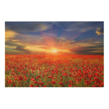 Amanecer dorado contra la amapola roja del cielo a