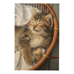 Impresión En Madera Animales de bebé más afectados   Dormir gatos en l