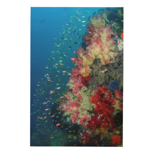 Impresión En Madera Arrecife de coral subacuático, Indonesia