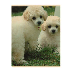 Impresión En Madera caniche pups.png del blanco 2