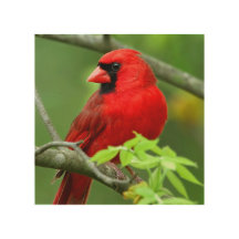 Cardenales septentrionales