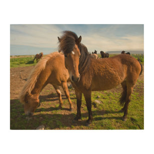 Impresión En Madera Grazo de caballos islandés
