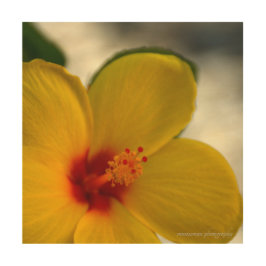 Impresión En Madera Hibiscus amarillo