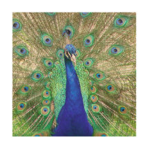 Peacock azul indio