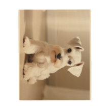 Schnauzer miniatura blanco
