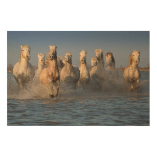 Impresión En Madera Un grupo de caballos blancos en la región de