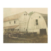 Vacas lecheras de Amish