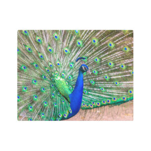 Impresión En Metal 0601-Peacock