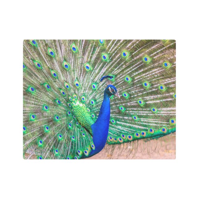 Impresión En Metal 0601-Peacock (Anverso)