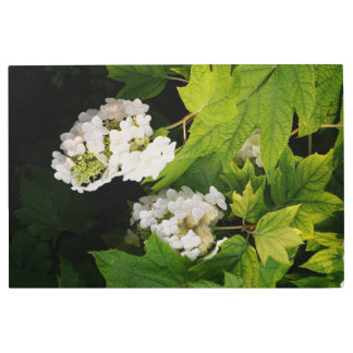 Impresión En Metal 36"x24" Oakleaf Hydrangea