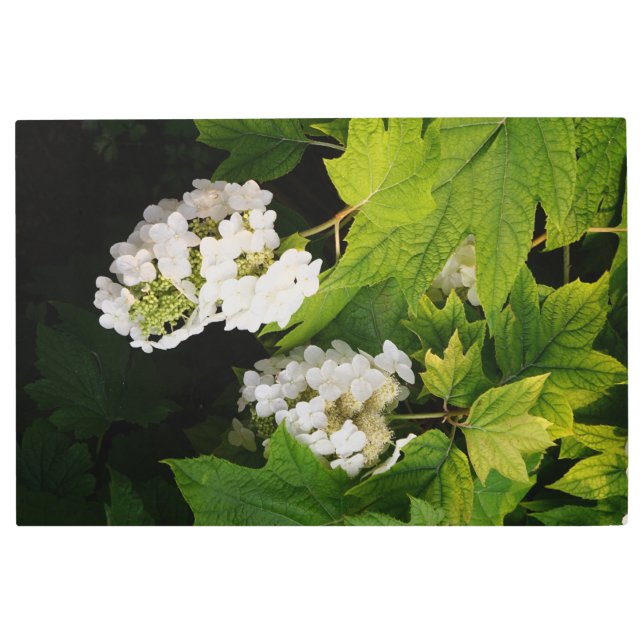 Impresión En Metal 36"x24" Oakleaf Hydrangea (Anverso)