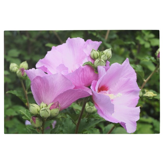 Impresión En Metal 36"x24" Rosa de Sharon (Anverso)