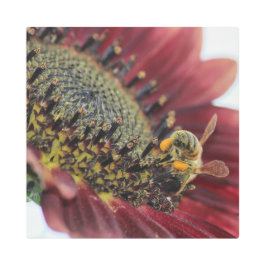 Impresión En Metal Abeja en un girasol