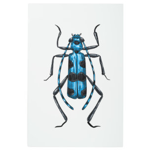 Impresión En Metal Aceite de Rosalia Alpina