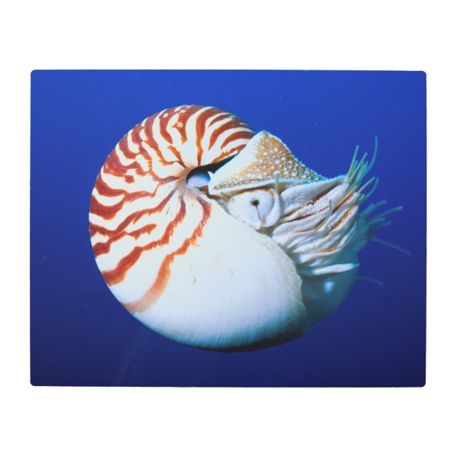 Impresión En Metal Acercamiento Del Nautilus Encantado (Anverso)