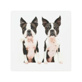 Impresión En Metal Adorable Boston Terrier Dog Personalizado Pop Art