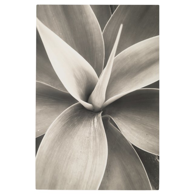Impresión En Metal Agave atenuuata (Anverso)