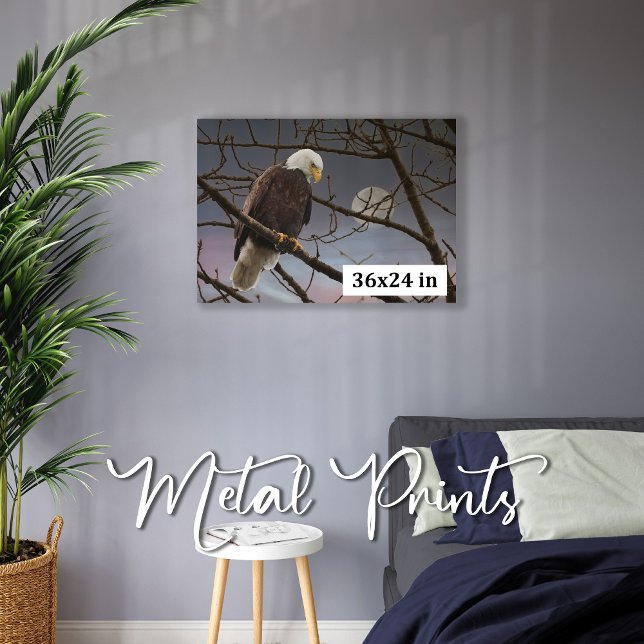 Impresión En Metal Águila calva bajo fotografía de vida silvestre de  (Subido por el creador)