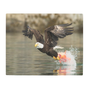 Impresión En Metal Águila calva explosiva