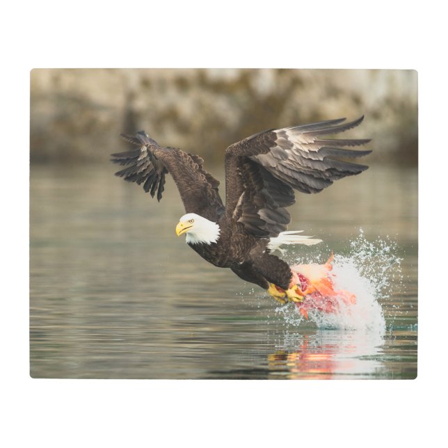 Impresión En Metal Águila calva explosiva (Anverso)