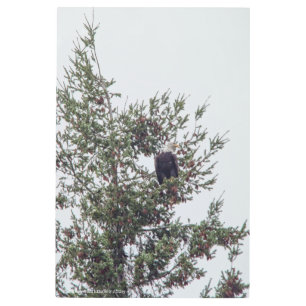 Impresión En Metal Águila calva P2825