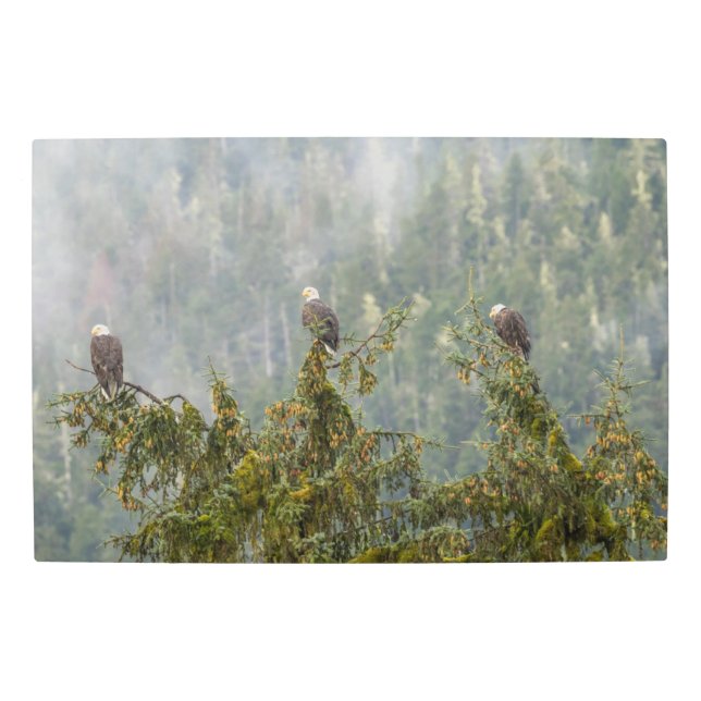 Impresión En Metal Águilas calvas | Bosque nacional de Tongass Alaska (Anverso)