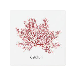 Impresión En Metal Algas De Gelidium De Mano Dibujadas