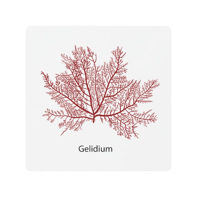 Impresión En Metal Algas De Gelidium De Mano Dibujadas (Anverso)