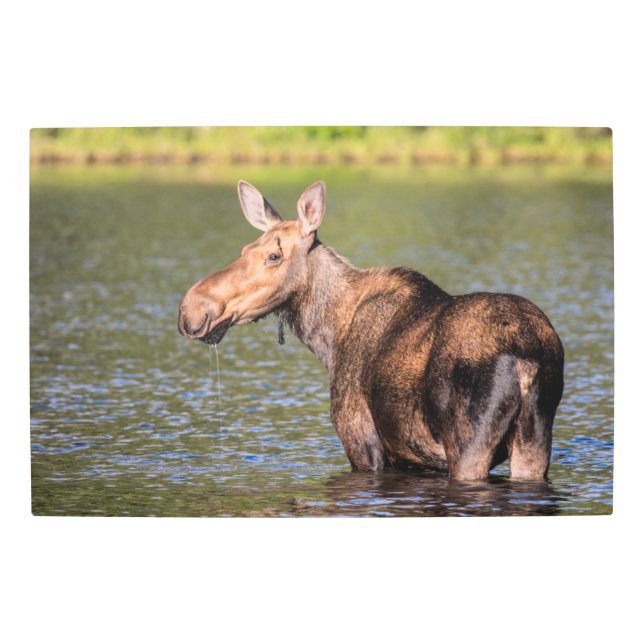 Impresión En Metal Alimentación de alces en el Parque Nacional Glacia (Anverso)