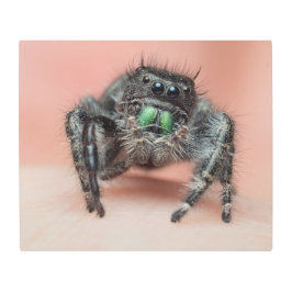 Impresión En Metal Amor de ocho piernas: Merch audaz Jumper Spider