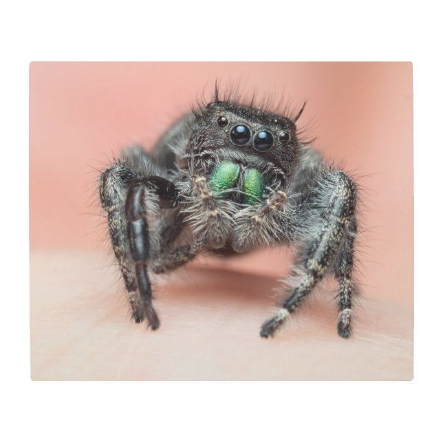 Impresión En Metal Amor de ocho piernas: Merch audaz Jumper Spider (Anverso)