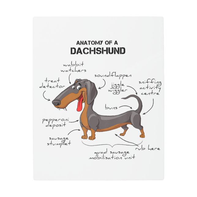 Impresión En Metal Anatomía De Un Dachshund - Perro Gracioso (Anverso)