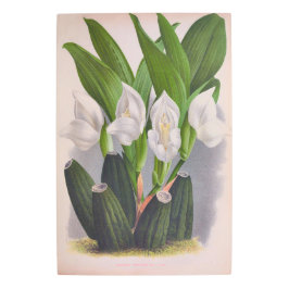 Impresión En Metal Anguloa Uniflora Lindenia