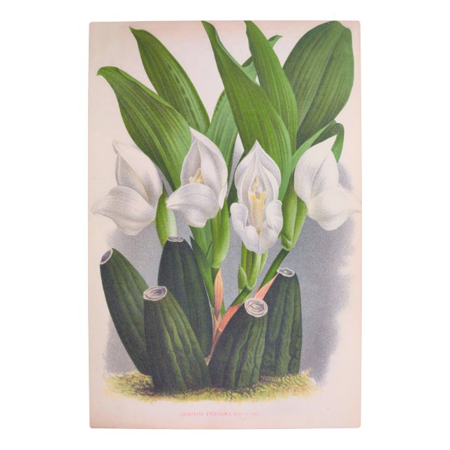 Impresión En Metal Anguloa Uniflora Lindenia (Anverso)