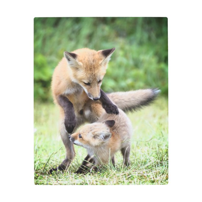 Impresión En Metal Animales de bebé más afectados | Adorable Fox Kit  (Anverso)