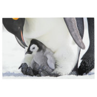 Animales de bebé más afectados | Baby Emperor Peng