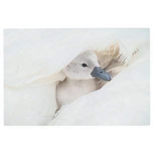 Impresión En Metal Animales de bebé más afectados   Baby Mute Swan