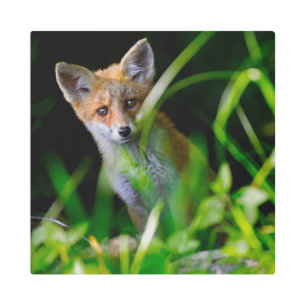 Impresión En Metal Animales de bebé más afectados   Baby Red Fox