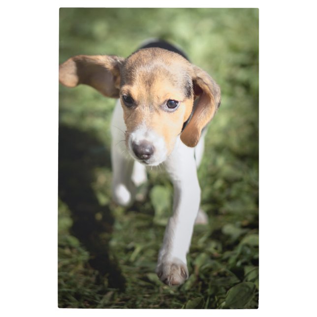 Impresión En Metal Animales de bebé más afectados | Beagle Puppy (Anverso)