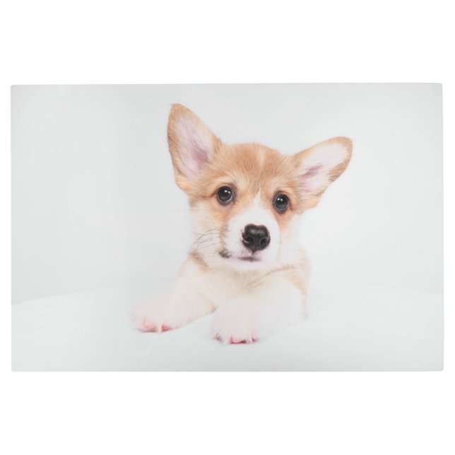 Impresión En Metal Animales de bebé más afectados | Bebé dulce Corgi (Anverso)