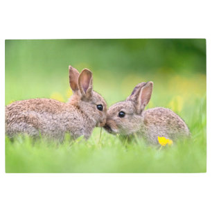 Impresión En Metal Animales de bebé más afectados   Bunny Kiss