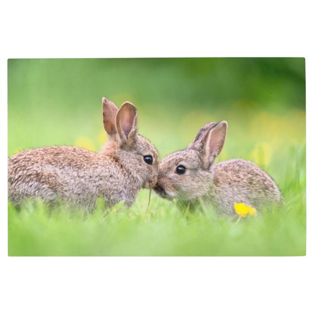 Impresión En Metal Animales de bebé más afectados | Bunny Kiss (Anverso)