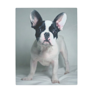 Impresión En Metal Animales de bebé más afectados   Cachorro de Bulld